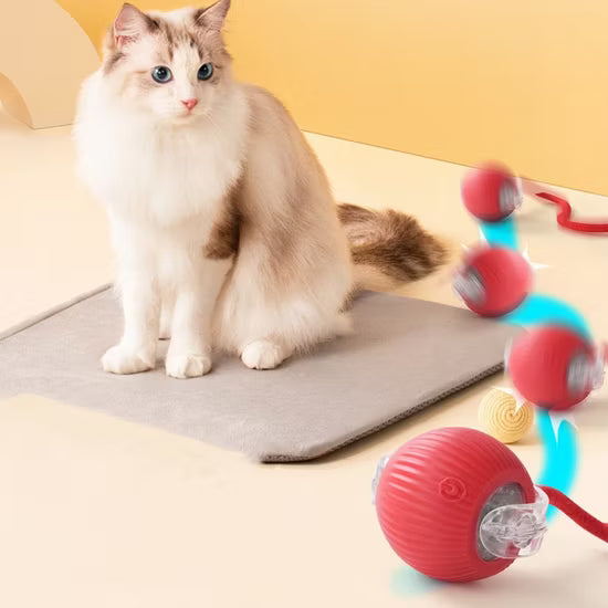 Smart Ball Cat